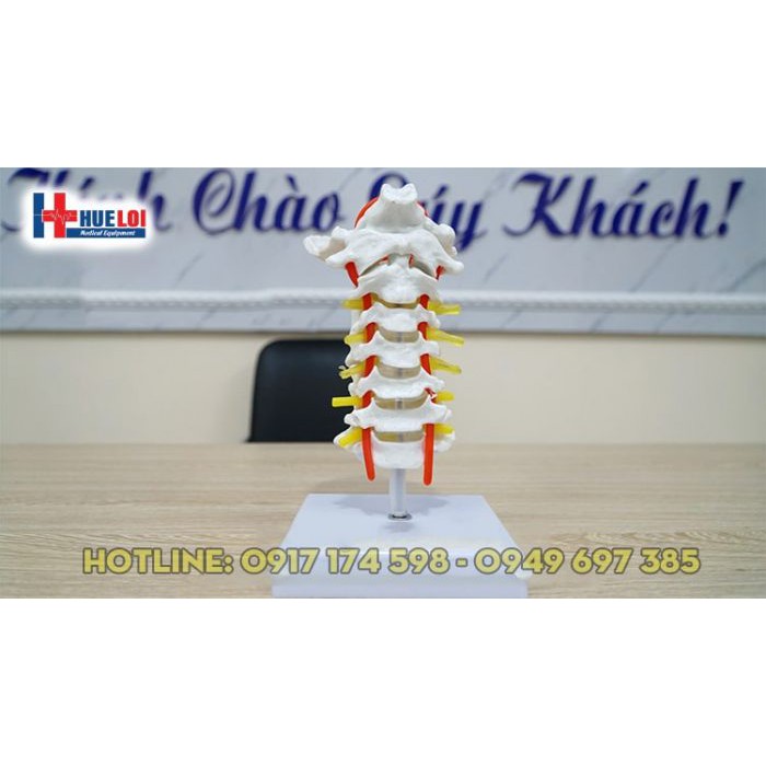 Mô hình giải phẫu cột sống cổ - mô hình xương cổ