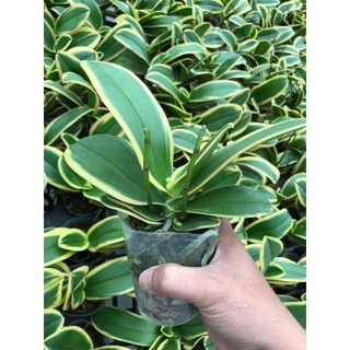 Lan hồ điệp lá biên đang ngồng hoa