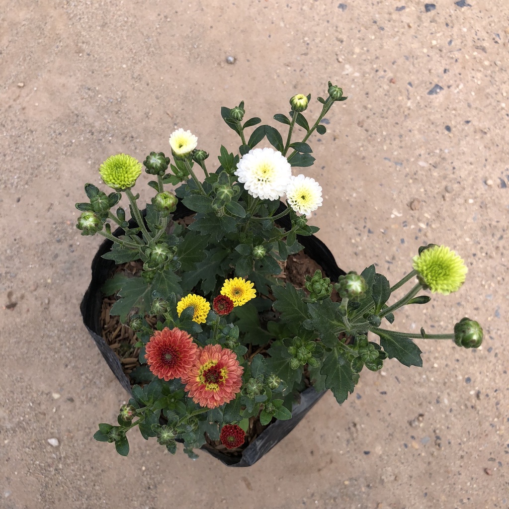 Cây hoa cúc tứ quý, chiều cao 15cm sai nụ hoa nở bắt mắt dễ chăm sóc sức sống mãnh liệt dùng trang trí sân vườn