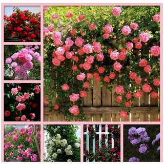 Hạt giống hoa hồng leo nhiều màu Pháp gói 55-60 hạt VTS5 | Vạn Tín Store