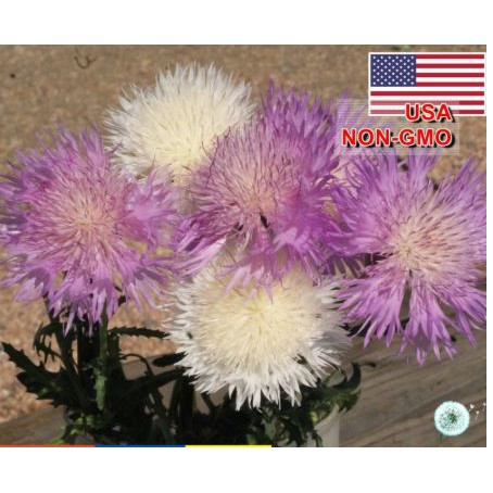 50h Hạt Giống Hoa Cúc Nhung, Cúc Vương Miệng Sultan
