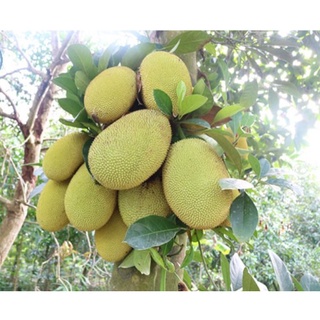 Cây Mít Thái Ra Quả Siêu Sớm Trái To Ngọt Đậm Ít Hạt Dễ Trồng Sinh Trưởng Nhanh Cho Năng Suất Cao