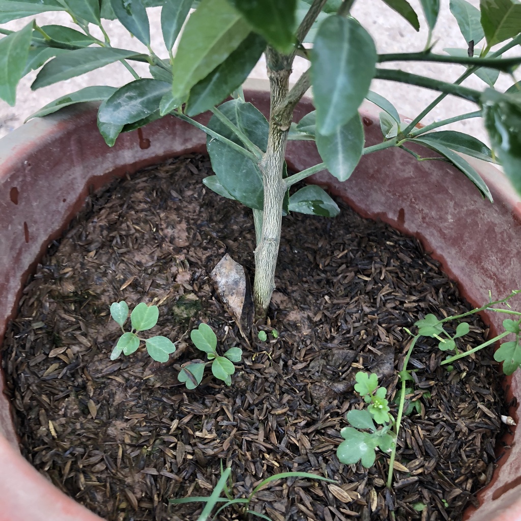 Cây chanh - Cây chanh tứ quý cao 30cm lá thơm có nhiều công dụng trong chế biến thức ăn