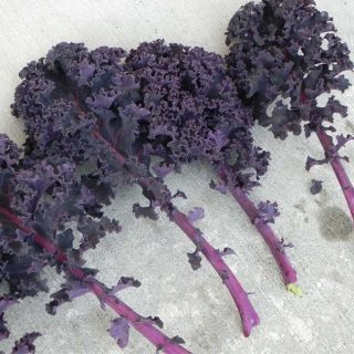 Hạt giống cải xoăn kale tím F1