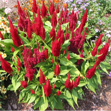 [Gói 200 hạt] Hạt Giống Hoa Mào Gà Lửa F1 Hạt Chất Lượng Dễ Trồng Hoa Nở Siêu Đẹp Mix nhiều màu