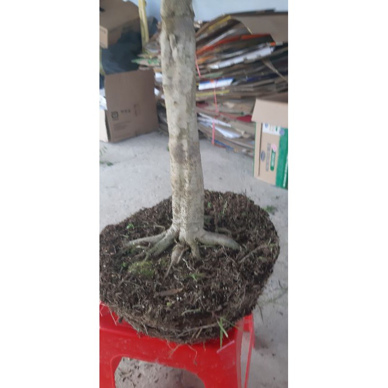 Phôi mai chiếu thủy