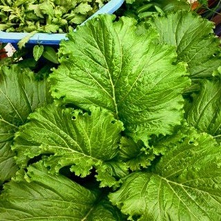 Hạt giống rau cải bẹ mào gà