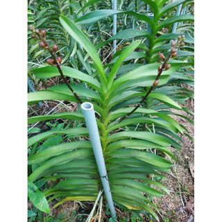 5 Cây giống Mokara