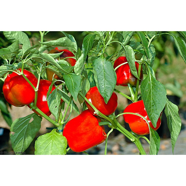0.1 Gram Hạt giống Ớt chuông - Ớt Ngọt Màu Đỏ Kèm Kích Mầm và hướng dẫn ươm trồng