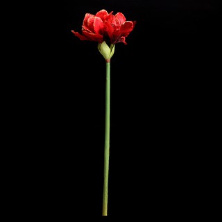 [ Hoa giả ] - Hoa chi lan huệ