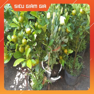 Cây tắc ta cao 50cm