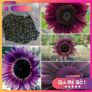 Hạt Giống Hoa Hướng Dương Tím Đen Huyền Bí - 25 hạt - HGNK
