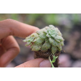 Sen đá sedum lông mini 2cm