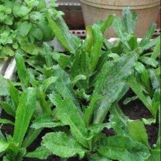 Hạt giống rau mùi tàu răng cưa