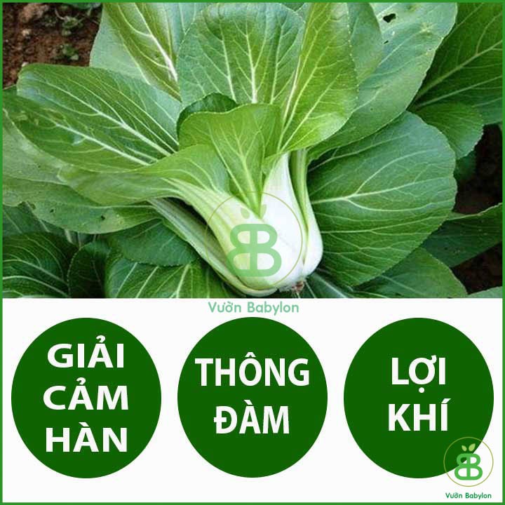 Hạt Giống Cải Bẹ Trắng 20Gr Dễ Trồng, Giòn Ngọt