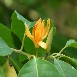 COMBO 2 CÂY GIỐNG HOA NGỌC LAN VÀNG