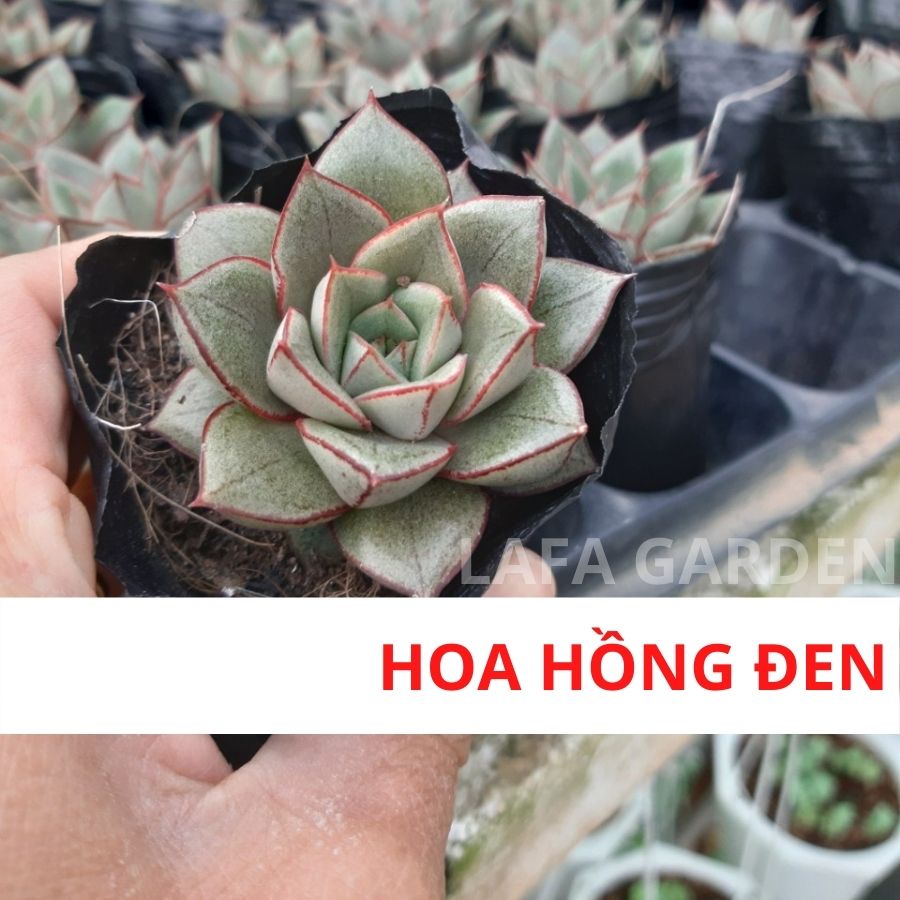 Cây sen đá Đà Lạt, kích thước (3-5cm) tùy chọn nhiều giống