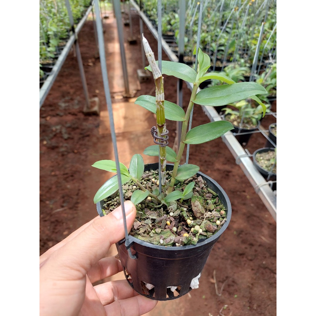 Lan phi điệp HỒNG PHIẾN NGUYỆT cây gieo hạt khỏe mạnh mầm gốc trên 2 HPN