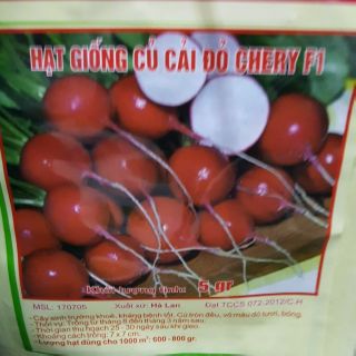 Hạt giống củ cải đỏ