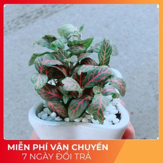 Chậu Cẩm Nhung Đỏ (lá may mắn)