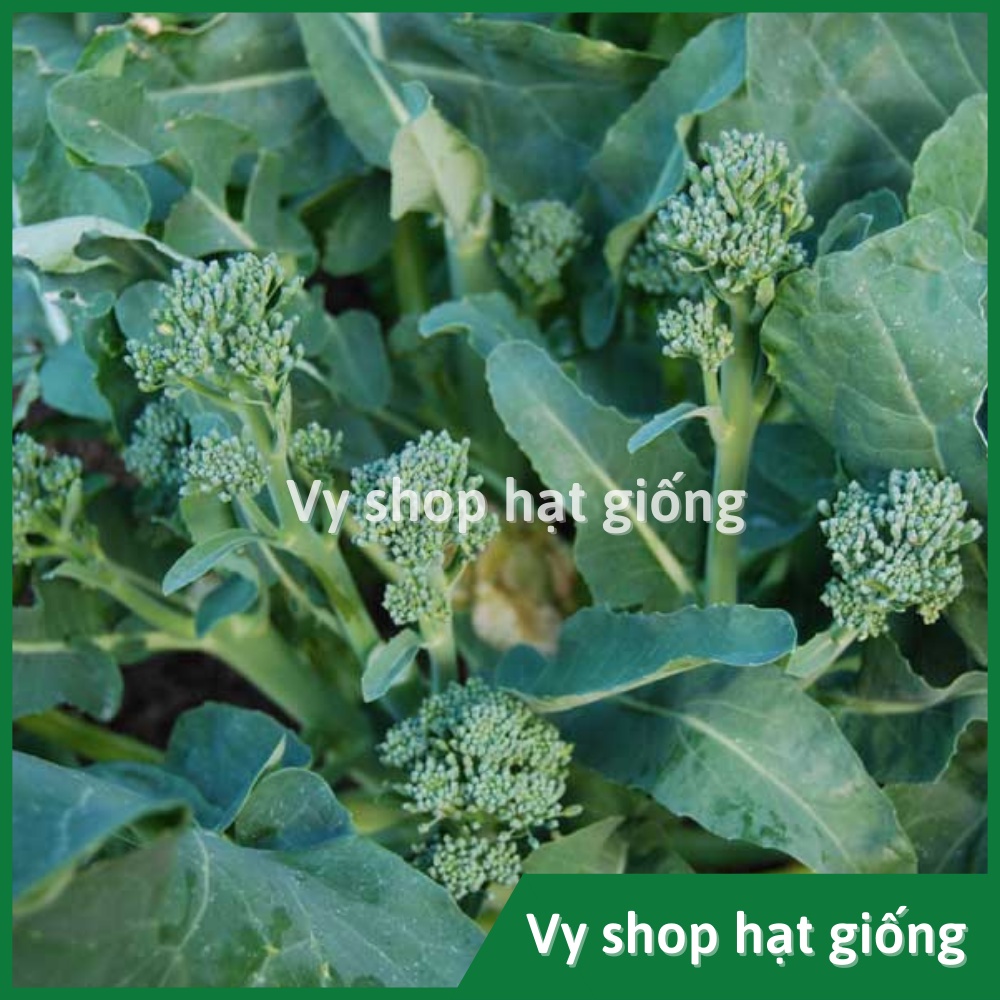 Hạt giống súp lơ  baby Thái Lan gói 10 hạt