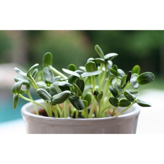 hạt giống mầm hướng dương