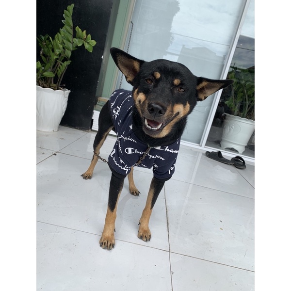 Áo nỉ Champion cho thú cưng