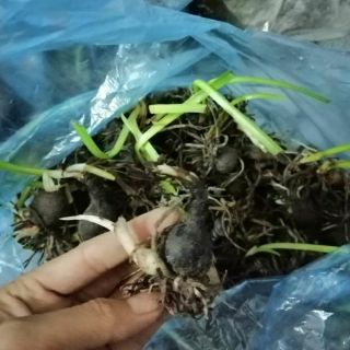 Củ hoa hệ mưa ngoại hồng khủng