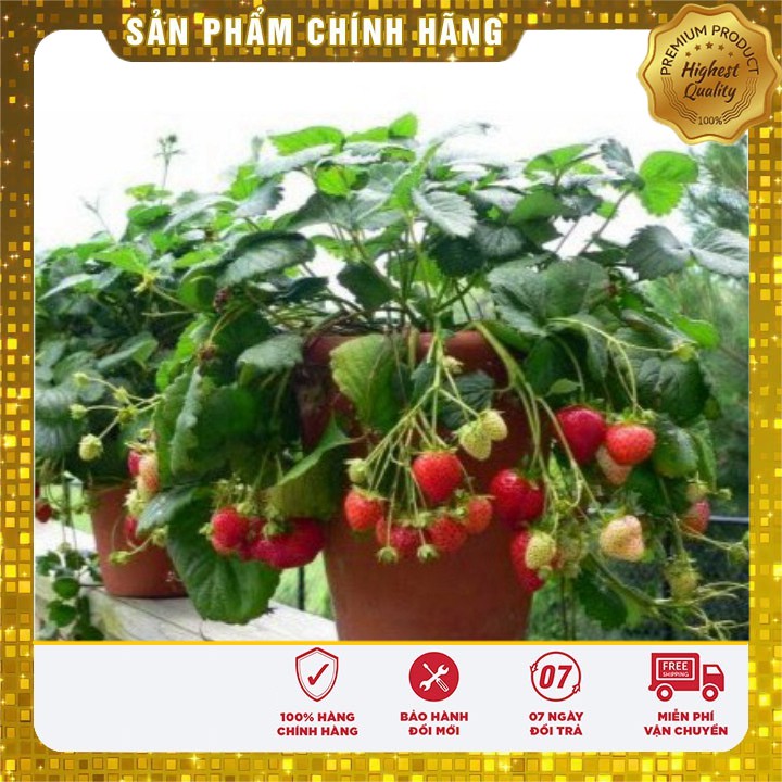Bộ gói hạt giống Dâu tây đỏ