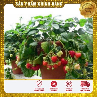 Bộ gói hạt giống Dâu tây đỏ