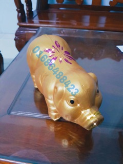Heo đất mọi size S