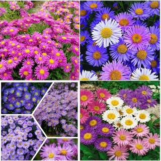 Hạt giống hoa cúc thạch thảo mix màu kns1316 - gói 50 hạt