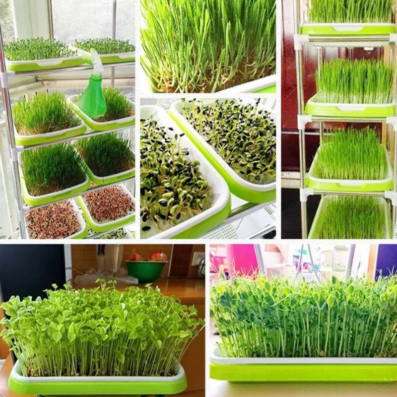 Khay Dụng Cụ Làm Giá Đỗ 34x25x5cm
