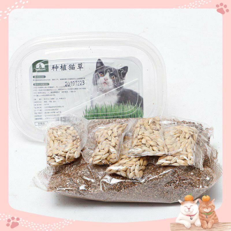 Bộ kit trồng cỏ mèo, hạt giống cỏ lúa mạch