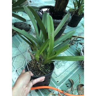 kiếm lùn mặt hoa xổ số