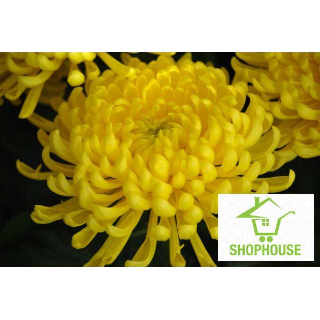Shophouse Hạt giống hoa cúc vàng gói 200 hạt  SHOP HOUSE  TẾT KHUYẾN MẠI