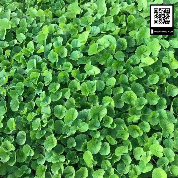 Hạt giống rau má ta - Tập làm vườn cùng Tạ Gia Trang