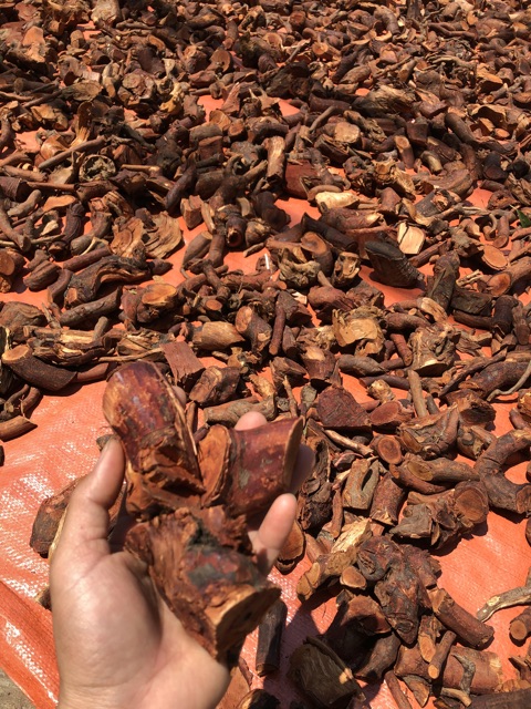 Rễ Cây Mú Từn Loại Vip-Bí Quyết Dân Tộc Mông Sơn La