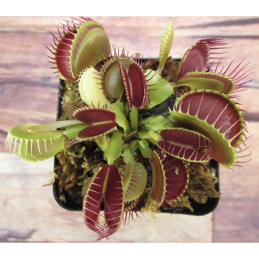 Cây bẫy kẹp , cây bắt mồi dòng Venus Flytrap