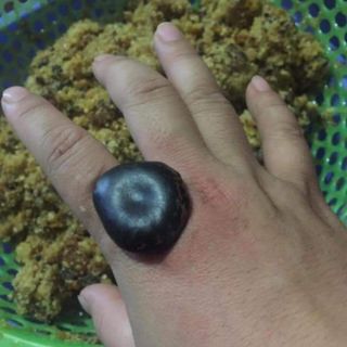 10 Hạt đậu lào hút độc