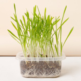 Bộ Trồng Cỏ Lúa Mì Cho Mèo