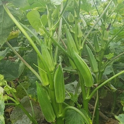 Hạt giống đậu bắp xanh (tặng phân)