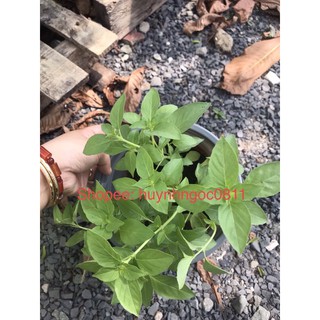 Chậu cây é trắng/cây rau é/cây húng trắng