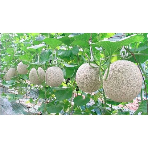 Gói 30 hạt giống dưa lưới ruột vàng quả to siêu dễ trồng chịu nhiệt tốt cam kết chuẩn giống cửa hàng hạt giống tốt 95