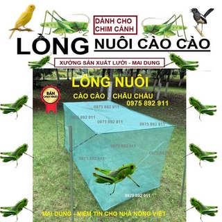 Lồng nuôi cào cào, châu chấu