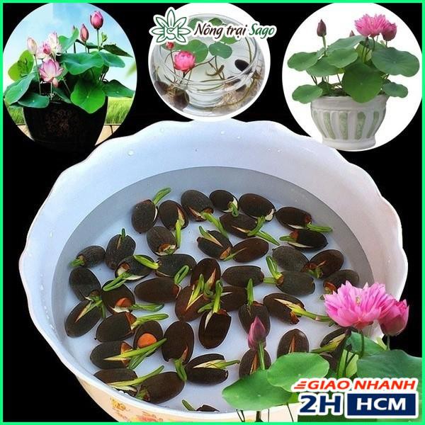 Hạt giống Hoa Sen Mini Dễ Trồng, Nhiều Màu - gói 10 hạt