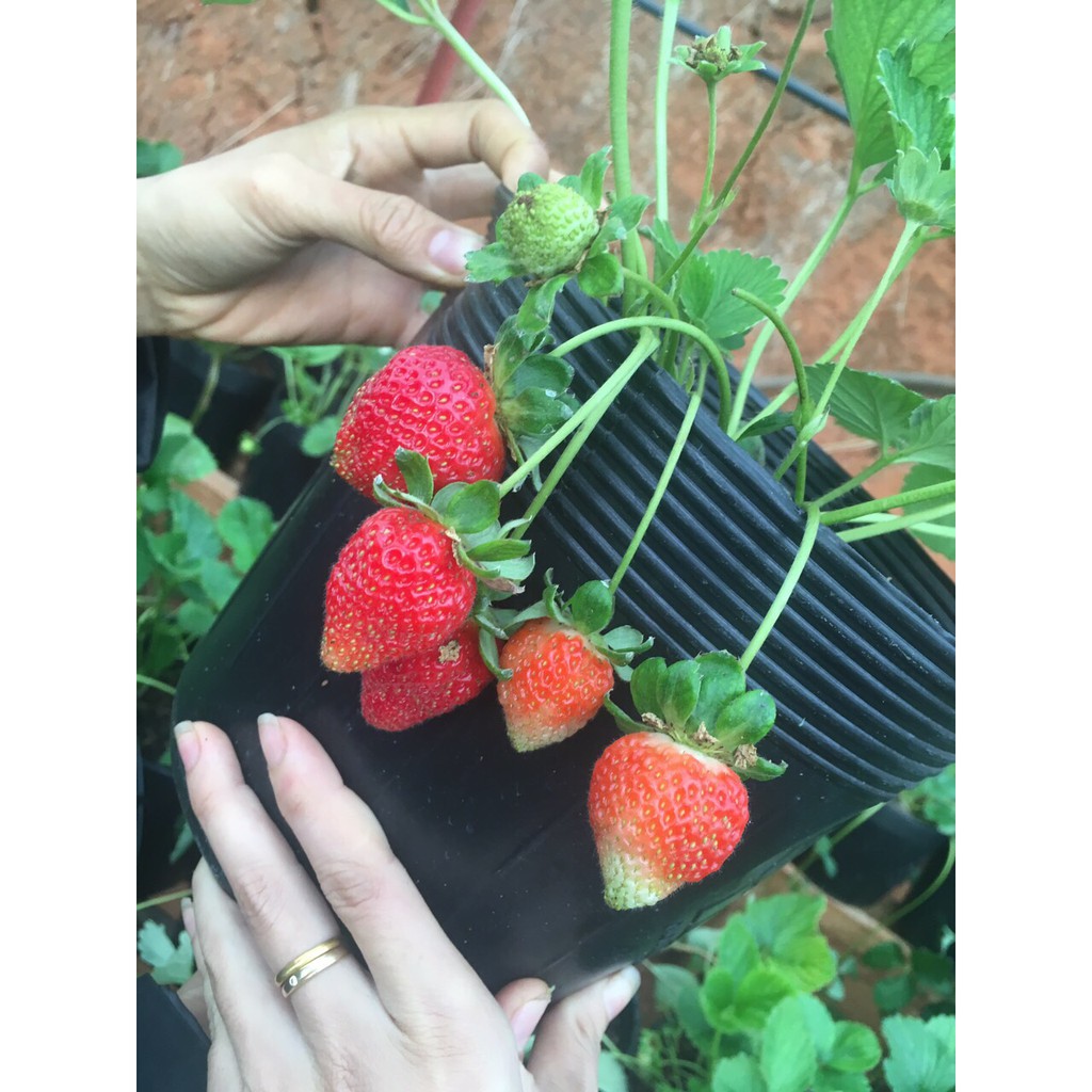 8 cây dâu tây Falmeco cấy mô ổn định trong ly