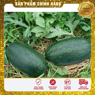 Hạt giống Dưa Hấu Đỏ 10 Hạt