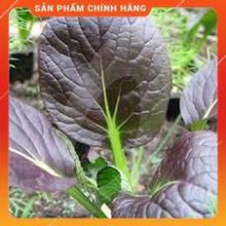 HẠT GIỐNG CẢI CHÍP ĐỎ GÓI 2 GRAM