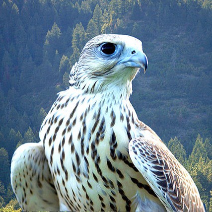 Minno Falconry